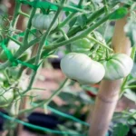 White Tomato Bahan Skincare Viral Karna Khasiatnya untuk Kulit